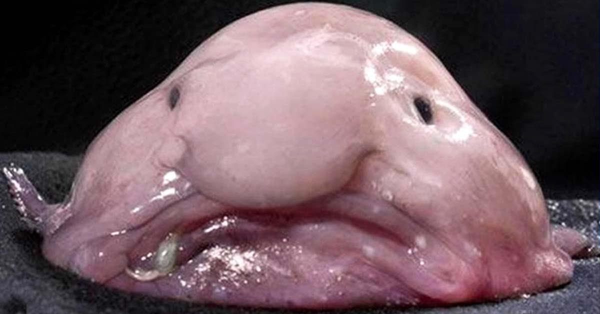 6 awesome benefits of being ugly