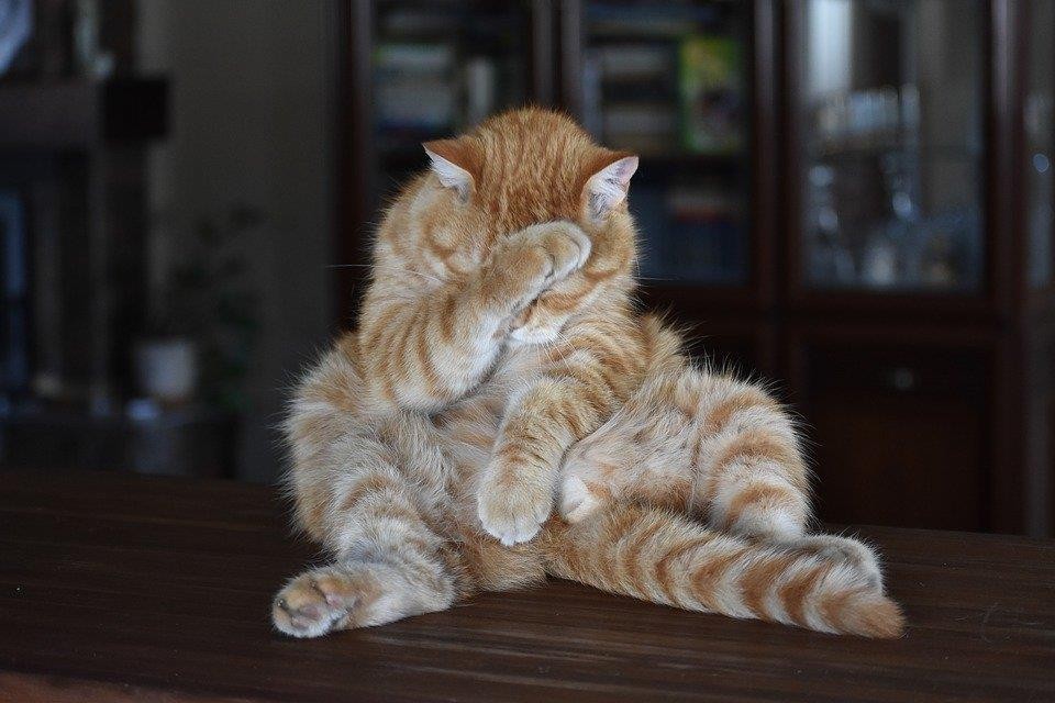 Cat, Redhead, Striped, Funny, Posture, Shame, Ashamed