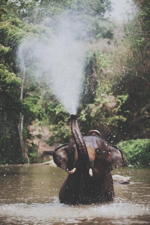 Image result for elephant blowing water