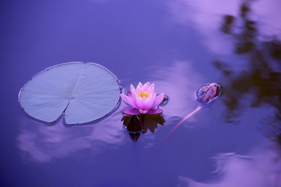 Lotus, Natural, Water, Meditation, Zen, Spirituality