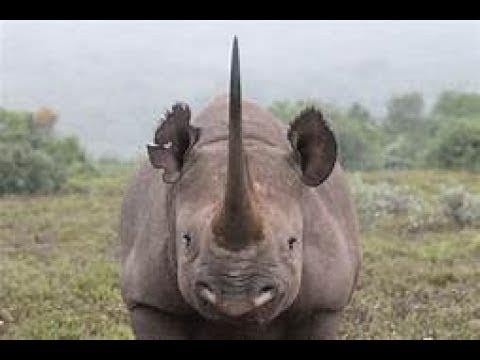 RHINO ATTACKING ANYTHING AND ANYONE PART 2 - YouTube