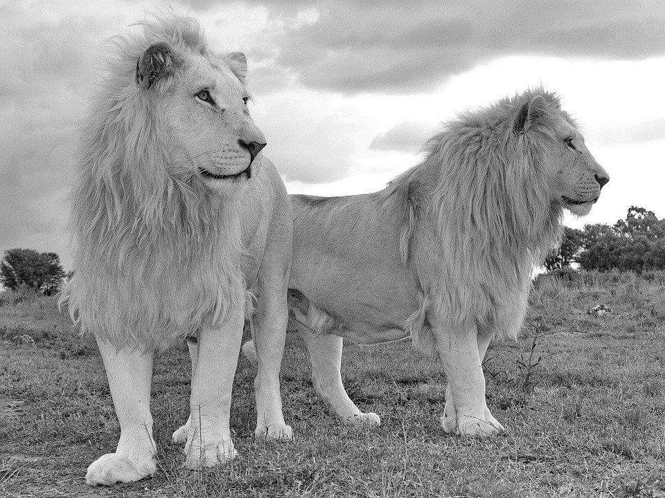 White Lion, Lion, Lion Brothers, Animal, Predator