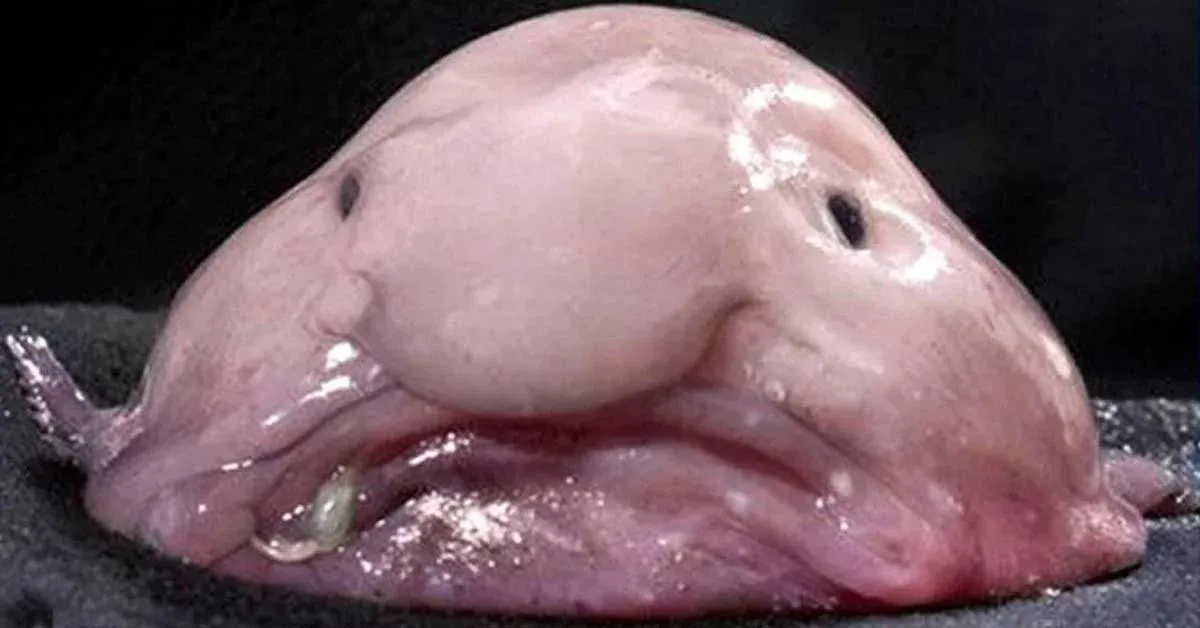 6 awesome benefits of being ugly