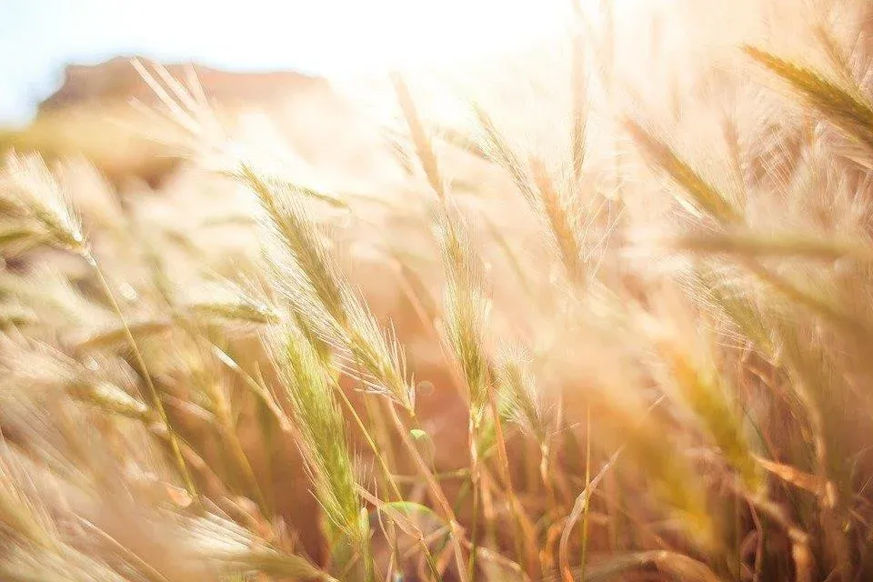 Wheat, Field, Agriculture, Zen, Tranquility, Peaceful